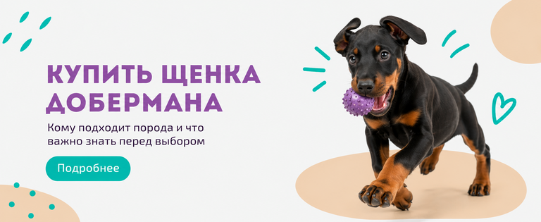 Купить щенка добермана Купить щенка добермана