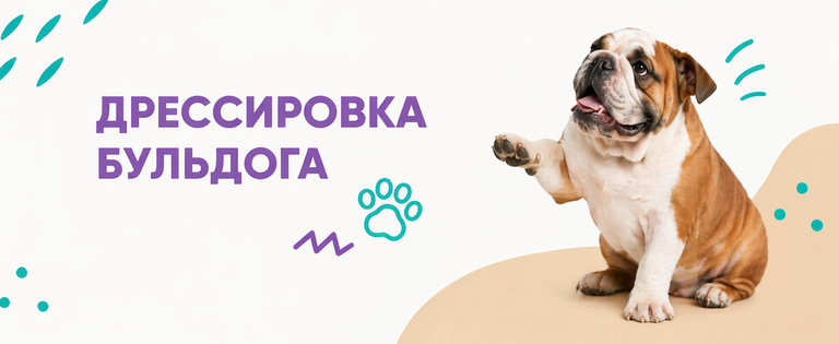 Дрессировка бульдога Дрессировка бульдога