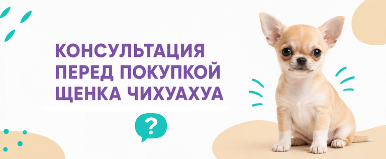 Купить щенка чихуахуа Купить щенка чихуахуа