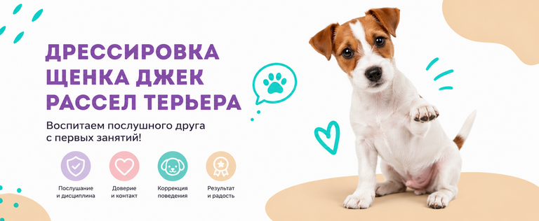 Дрессировка щенка джек рассел терьера Дрессировка щенка джек рассел терьера