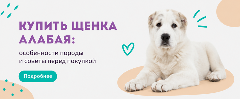 Купить щенка алабая Купить щенка алабая