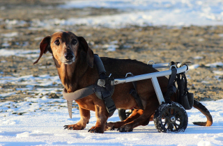 Передержка собак с ограниченными возможностями от 12 кг