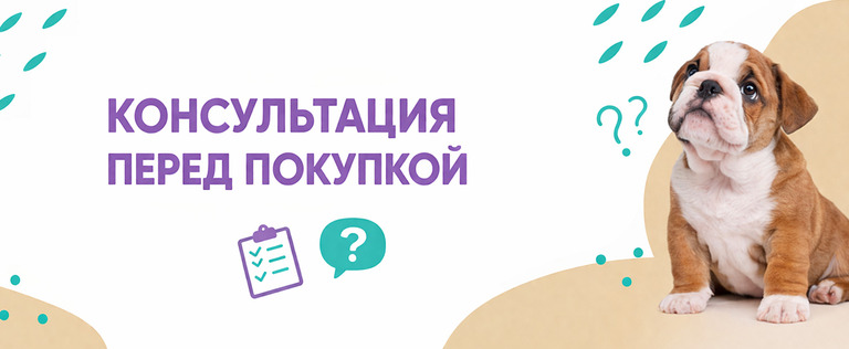 Купить щенка бульдога Купить щенка бульдога