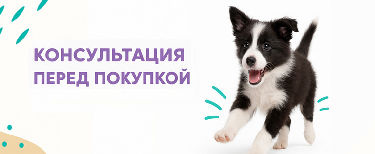 Купить щенка: что нужно знать о бордер колли перед выбором Купить щенка: что нужно знать о бордер колли перед выбором